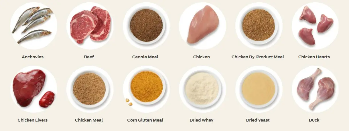 crude protein in dog food